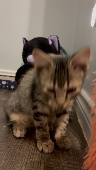 Enlarge Tory, a Adoptable Domestic Medium Hair in Niantic, CT video 2/5