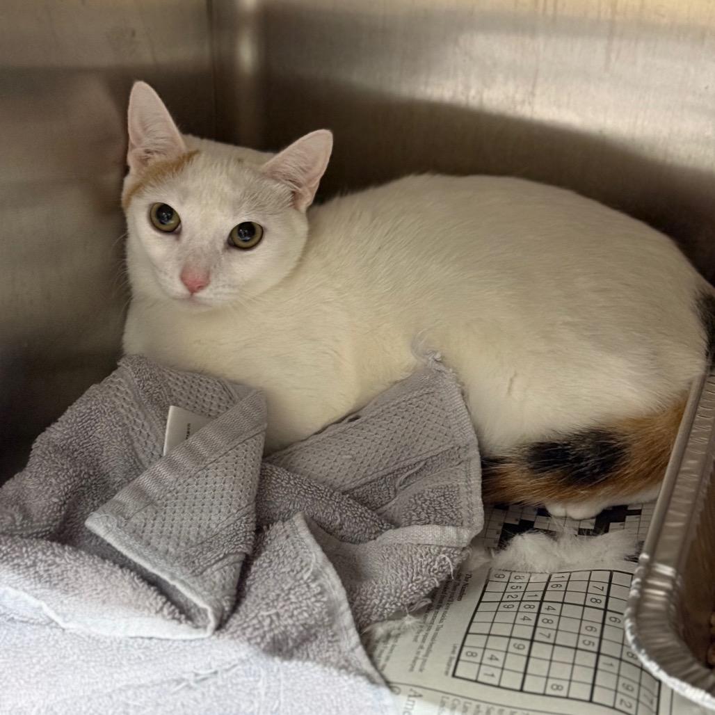 Baby Jane Doe, Adoptable, Young Female Domestic Short Hair.