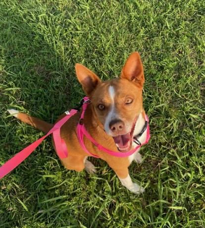 Ruby GDP, adopted, Adult Female Basenji.