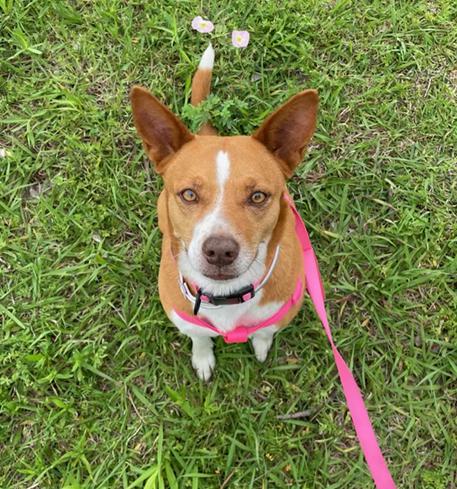 Enlarge Ruby GDP, an adopted mixed breed in Denton, TX image 2/2