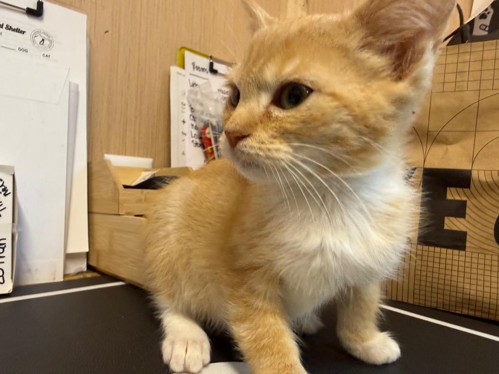 Pumpernickle, Adoptable, Kitten Male Domestic Short Hair.