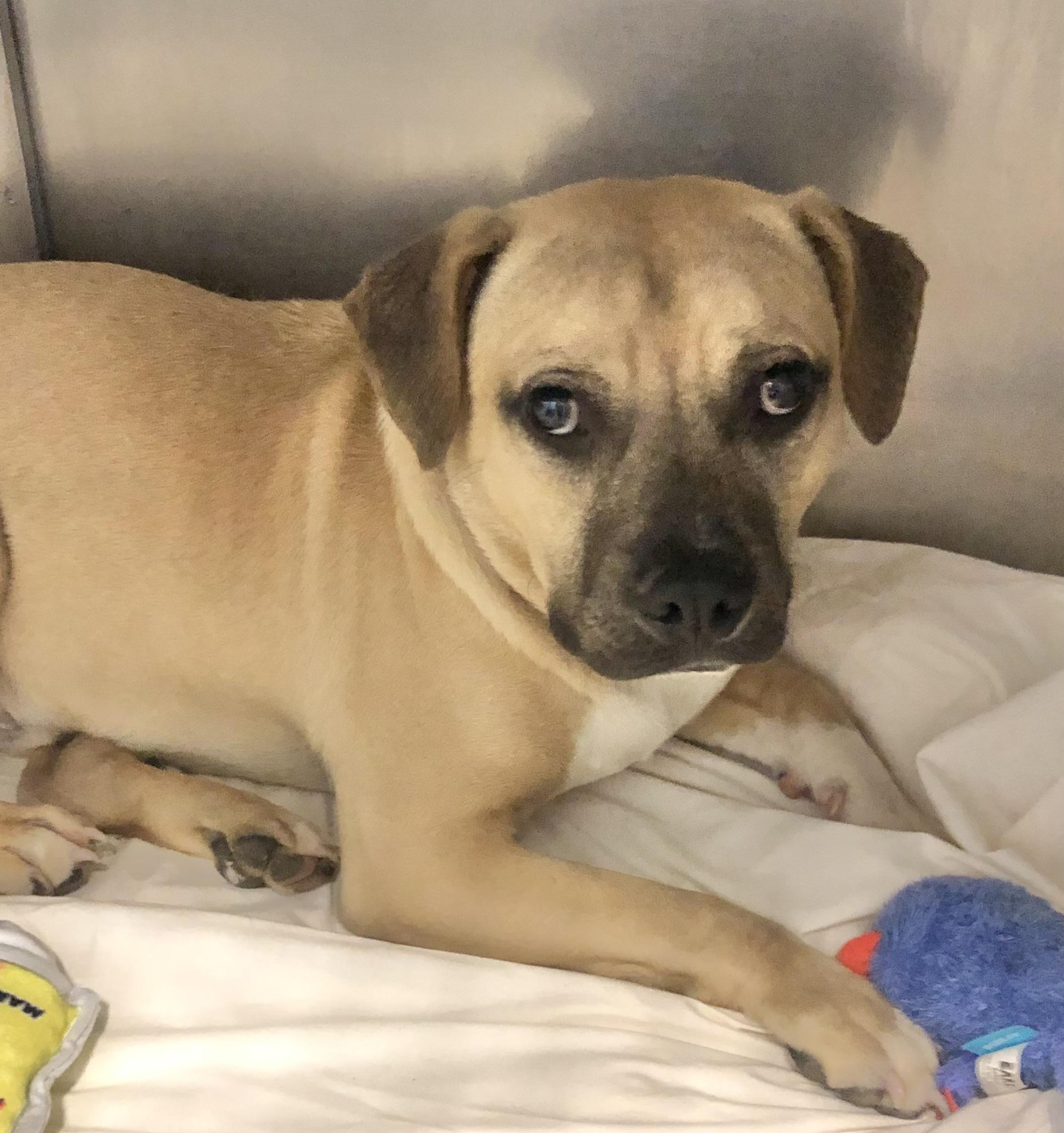 Enlarge Porky, a Adoptable mixed breed in Parma, OH image 1/1