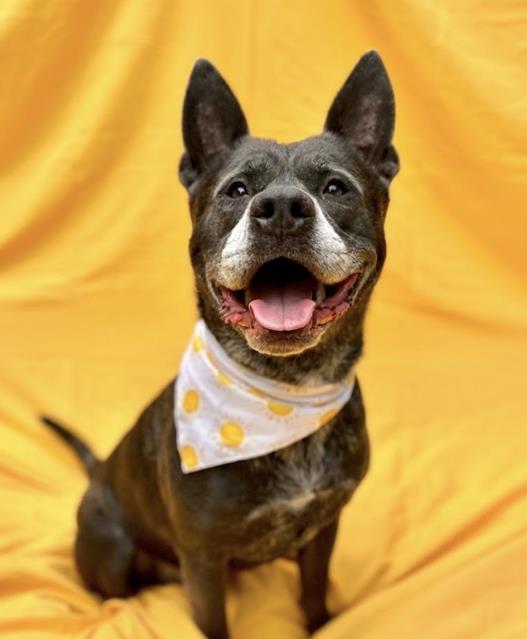 SMOKY, Adoptable, Adult Male Australian Kelpie & Mixed Breed.