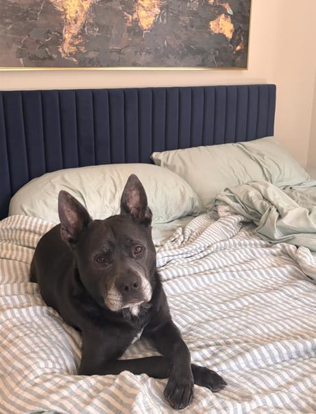 SMOKY, Adoptable, Adult Male Australian Kelpie & Mixed Breed.