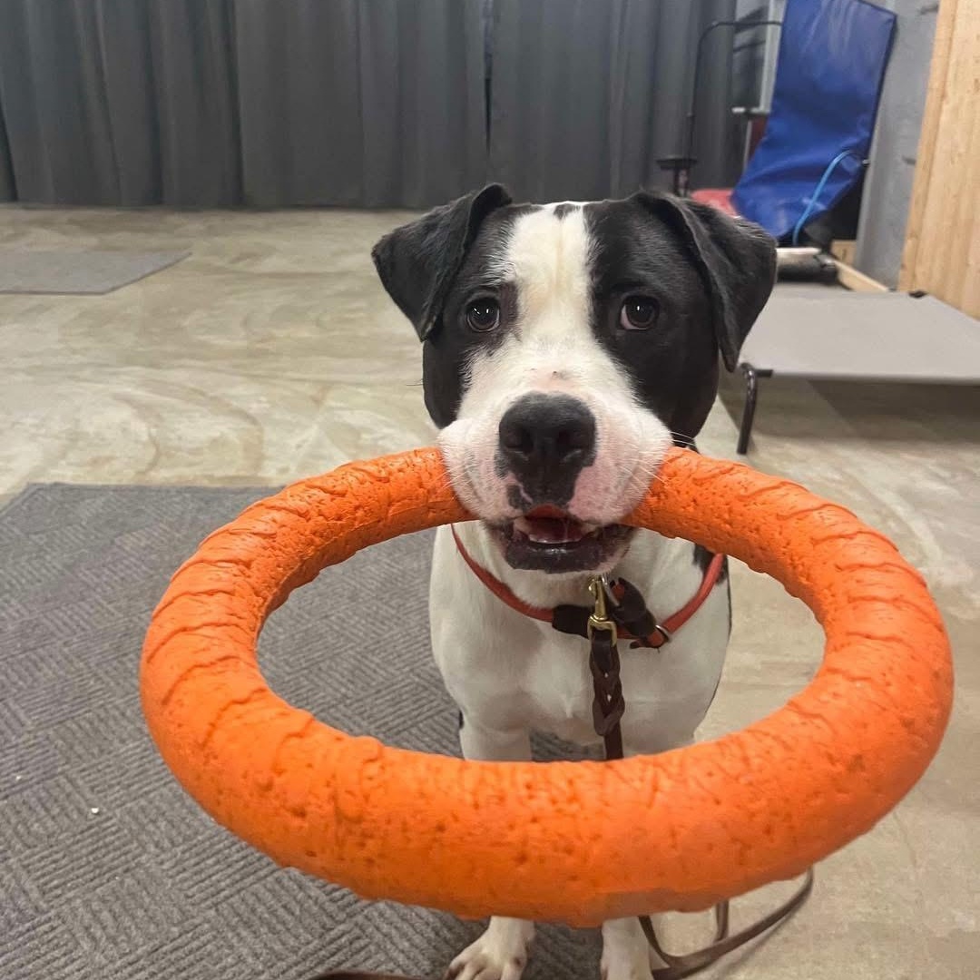 Enlarge Fiesta, a Adoptable mixed breed in Essex, MD image 6/6