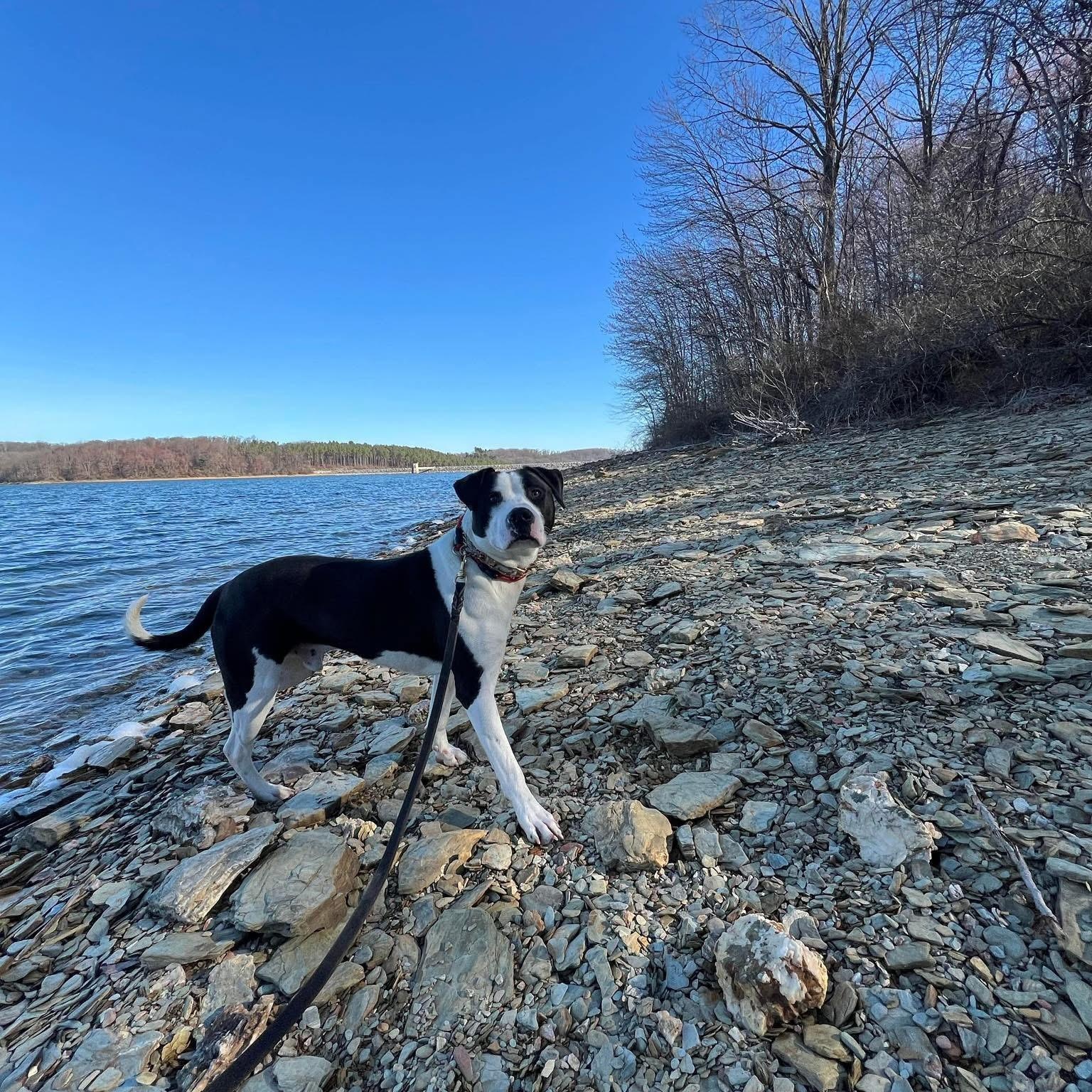 Enlarge Fiesta, a Adoptable mixed breed in Essex, MD image 3/6