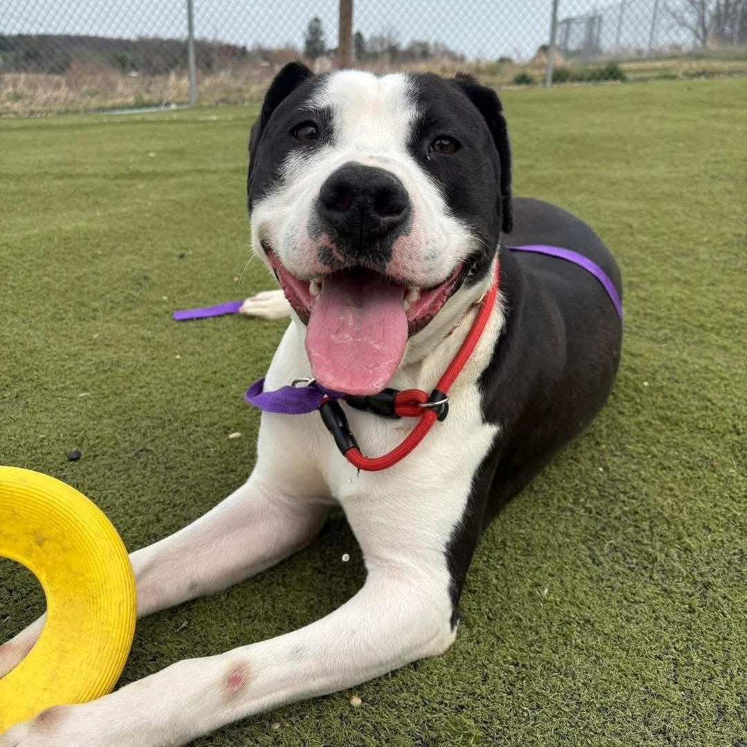 Enlarge Fiesta, a Adoptable mixed breed in Essex, MD image 2/6