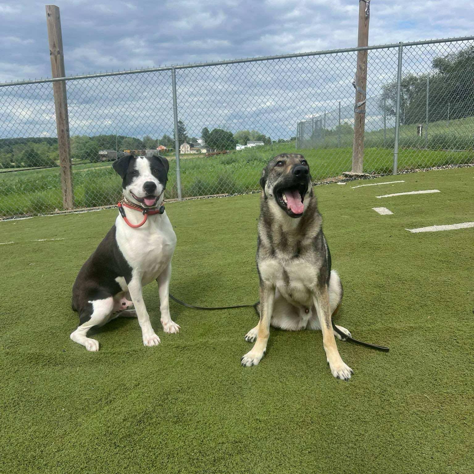 Enlarge Fiesta, a Adoptable mixed breed in Essex, MD image 5/6