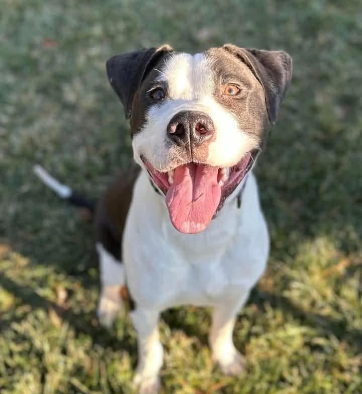 Enlarge Fiesta, a Adoptable mixed breed in Essex, MD image 4/6