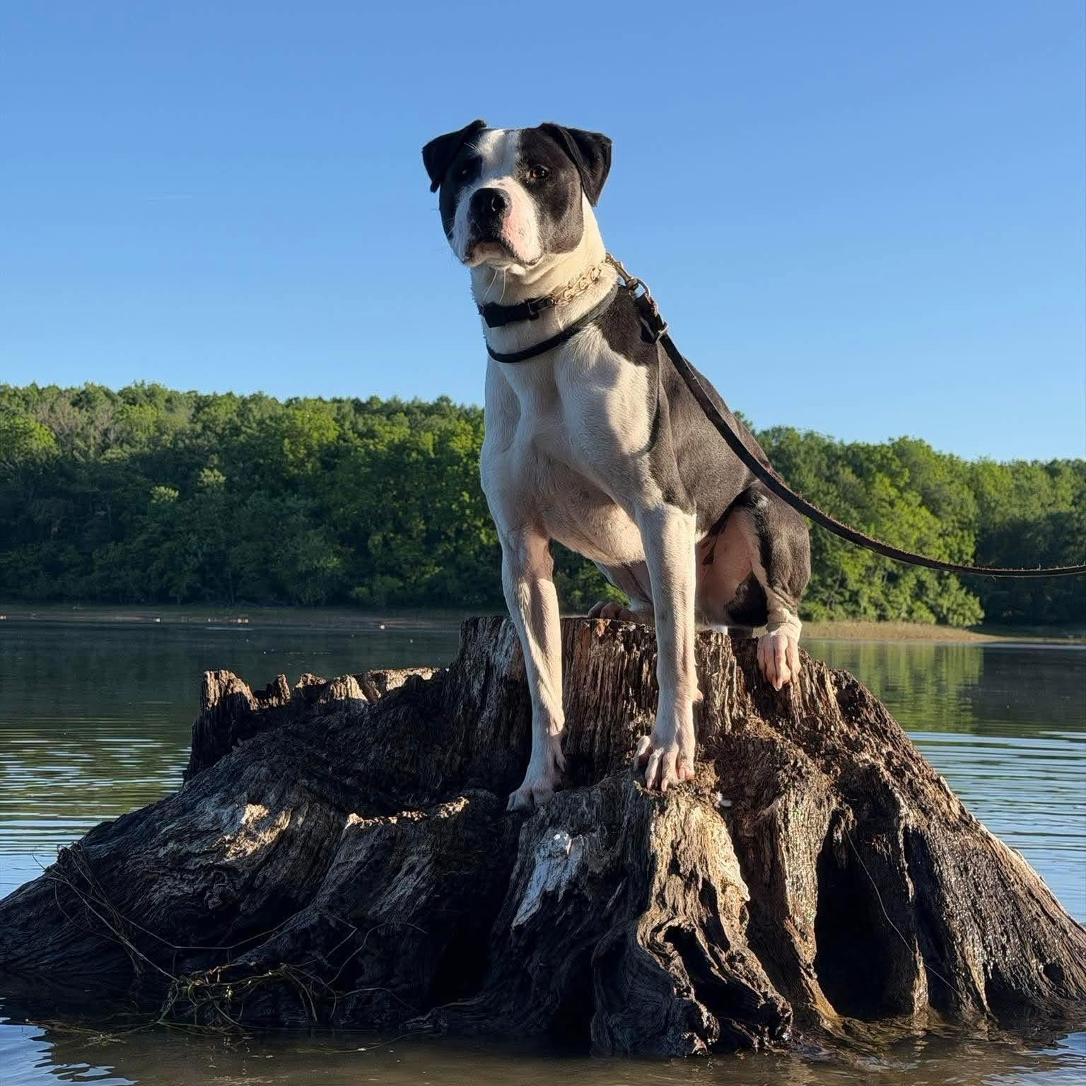 Fiesta, a Adoptable mixed breed in Essex, MD image 1/6