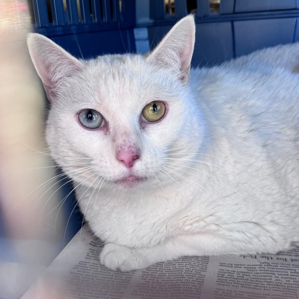 Enlarge Blu, a Adoptable Domestic Short Hair in Inwood, WV image 1/1