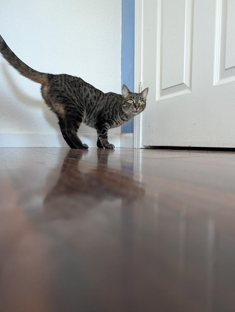 Enlarge Nick, a Adoptable Domestic Short Hair in Fremont, CA image 1/6