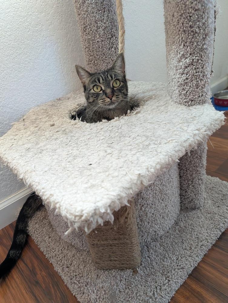 Nick, Adoptable, Adult Male Domestic Short Hair.