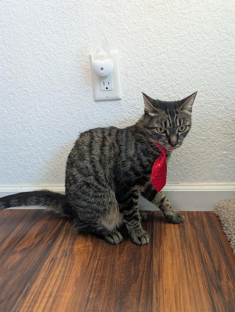 Enlarge Nick, a Adoptable Domestic Short Hair in Fremont, CA image 3/6