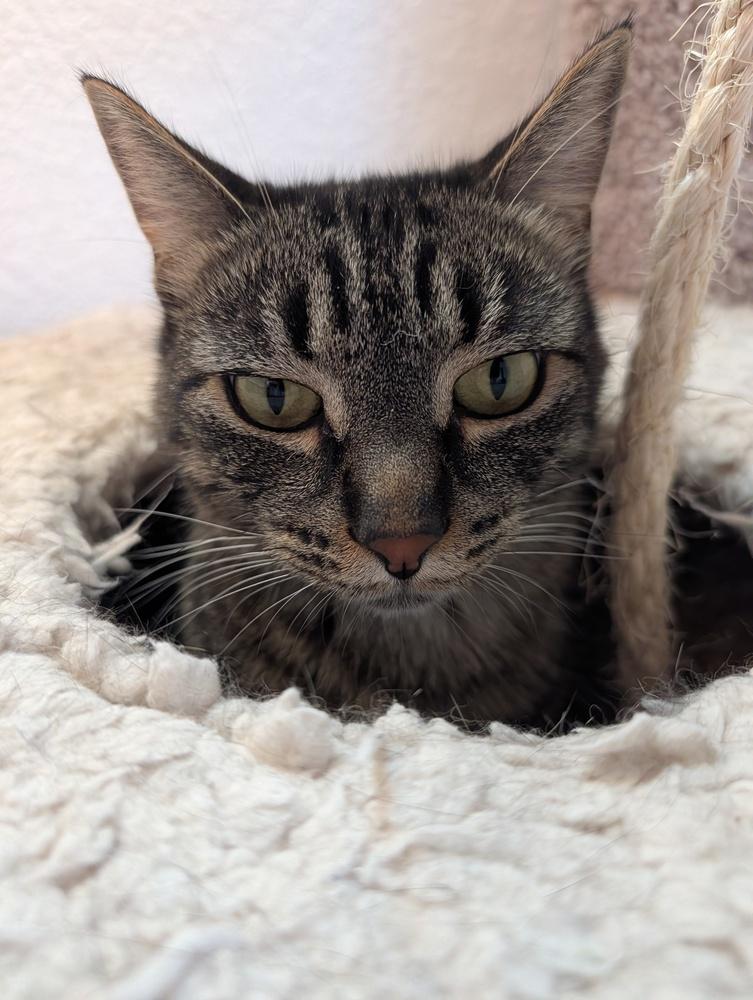 Enlarge Nick, a Adoptable Domestic Short Hair in Fremont, CA image 4/6