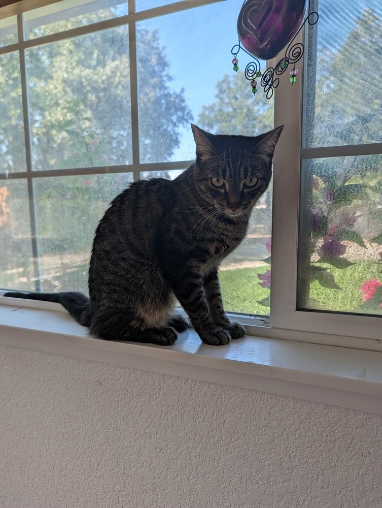 Enlarge Nick, a Adoptable Domestic Short Hair in Fremont, CA image 5/6