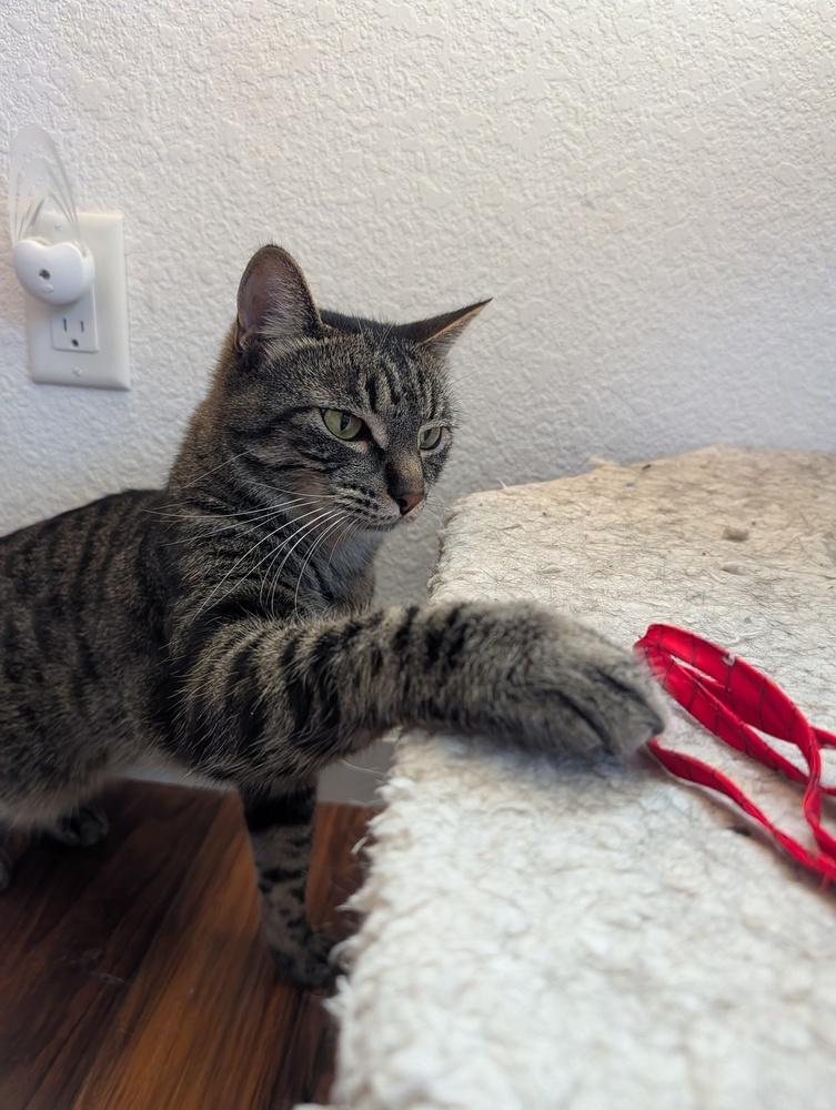 Enlarge Nick, a Adoptable Domestic Short Hair in Fremont, CA image 6/6