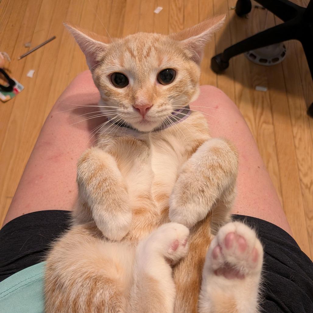 Enlarge Miriam, a Adoptable Domestic Short Hair in Irwin, PA image 2/5