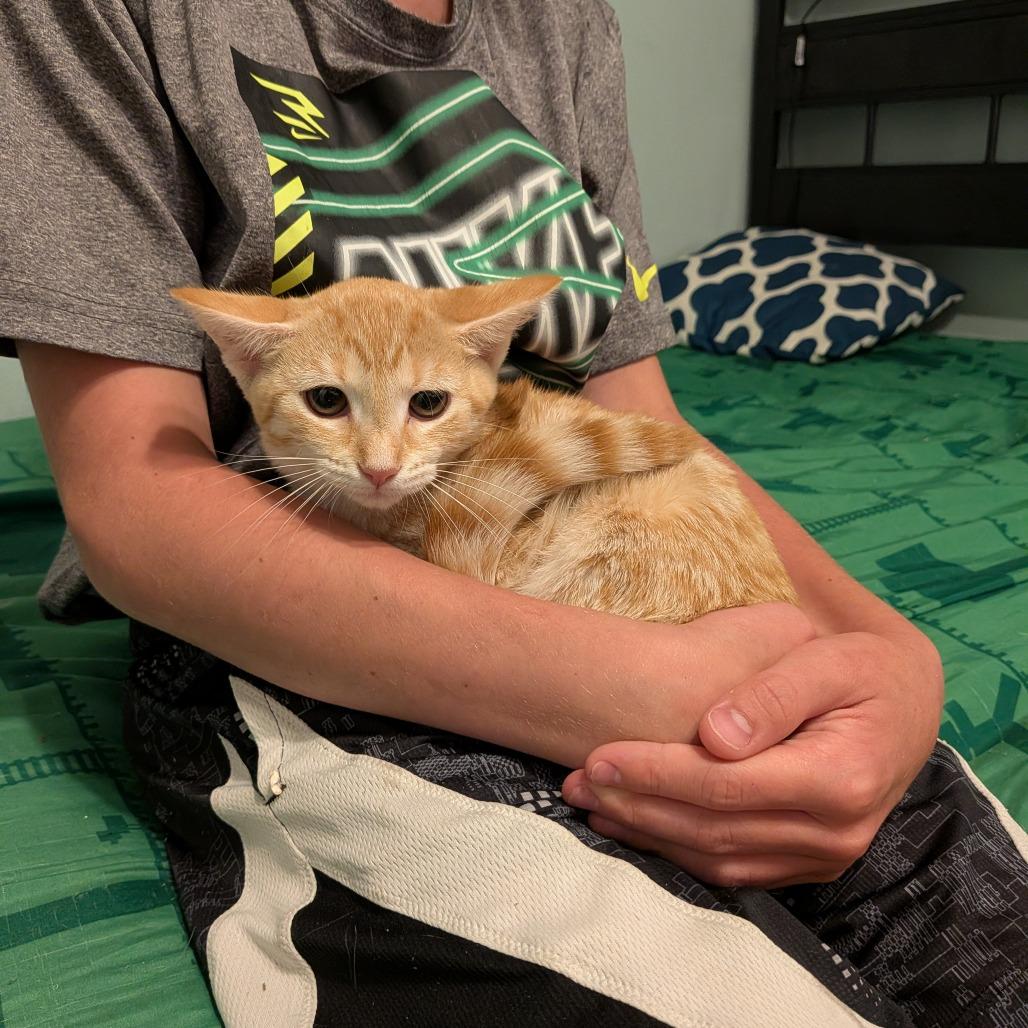 Enlarge Miriam, a Adoptable Domestic Short Hair in Irwin, PA image 5/5