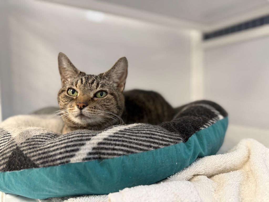 Enlarge Naomi, a Adoptable mixed breed in Raleigh, NC image 2/2