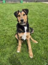 Enlarge Alistar, a ADOPTABLE mixed breed in Woodstock, IL image 2/3