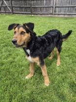 Enlarge Alistar, a ADOPTABLE mixed breed in Woodstock, IL image 3/3