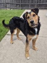 Enlarge Alistar, a ADOPTABLE mixed breed in Woodstock, IL image 1/3