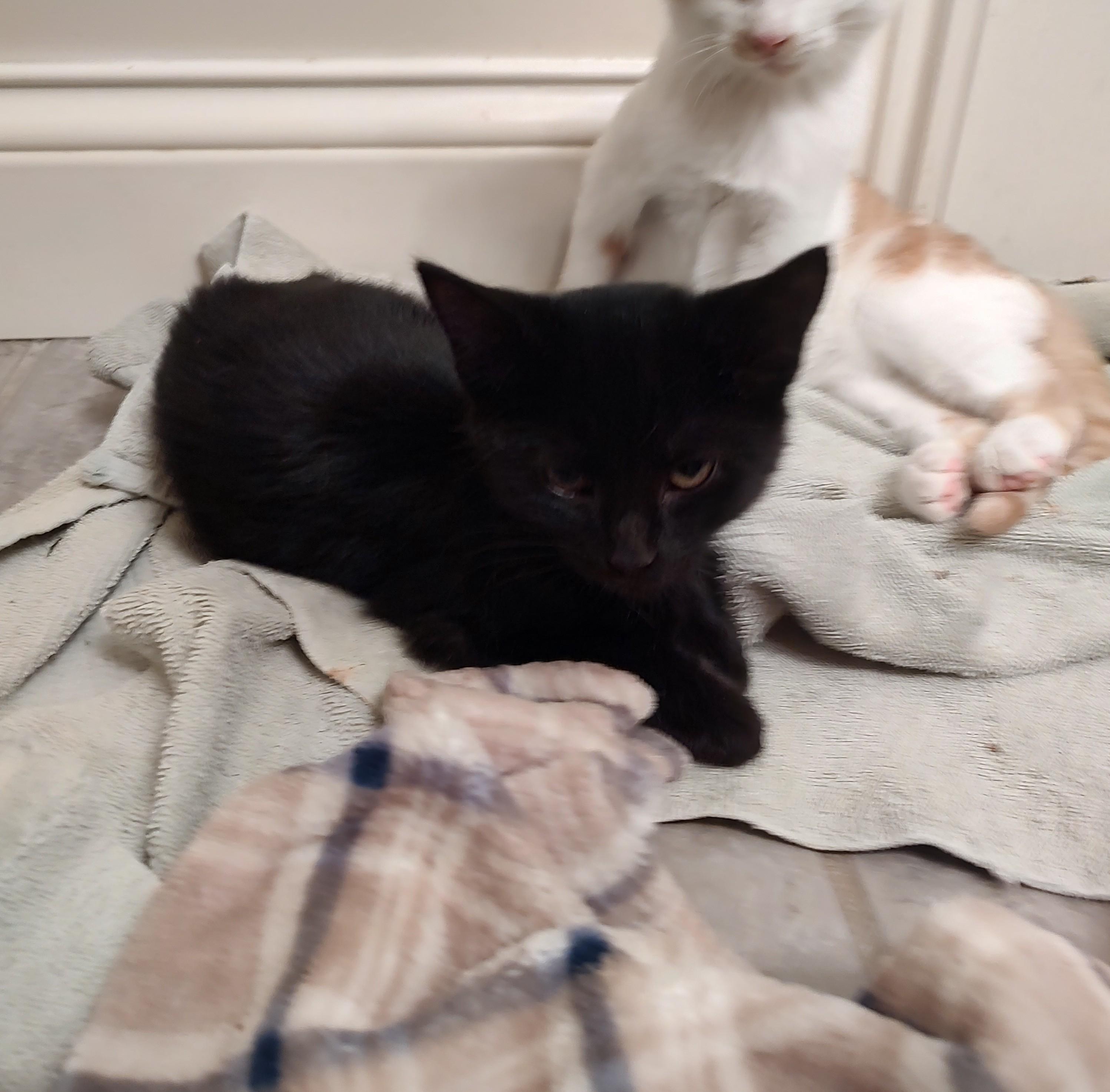 Midget, adopted, Kitten Female Domestic Short Hair & Tabby.