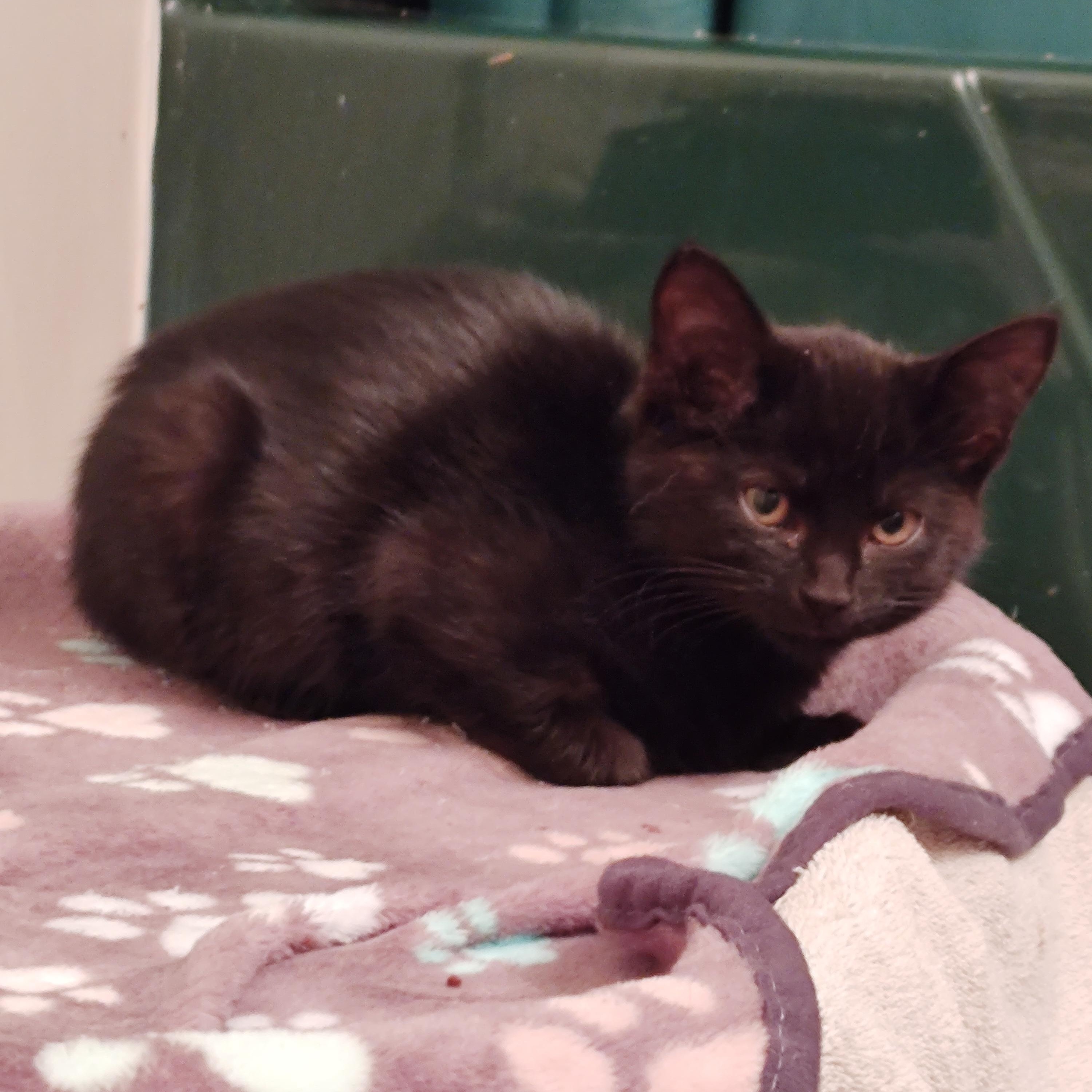 Midget, an adopted mixed breed in Harned, KY image 2/3