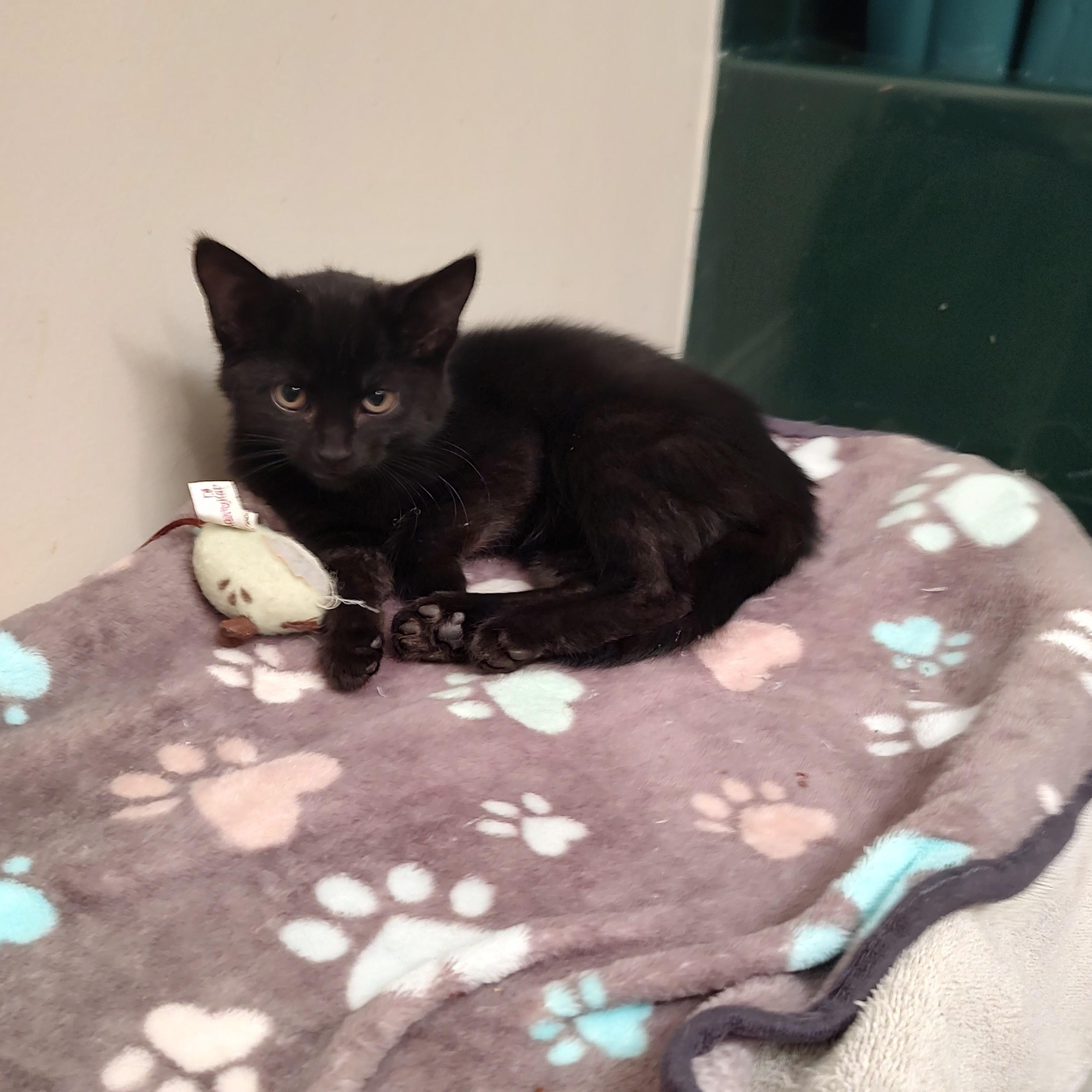 Midget, an adopted mixed breed in Harned, KY image 3/3