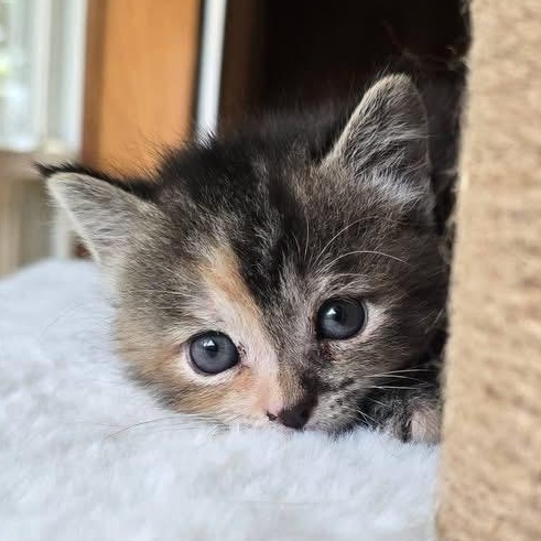 Lemon, Adopted, Kitten Female American Shorthair.