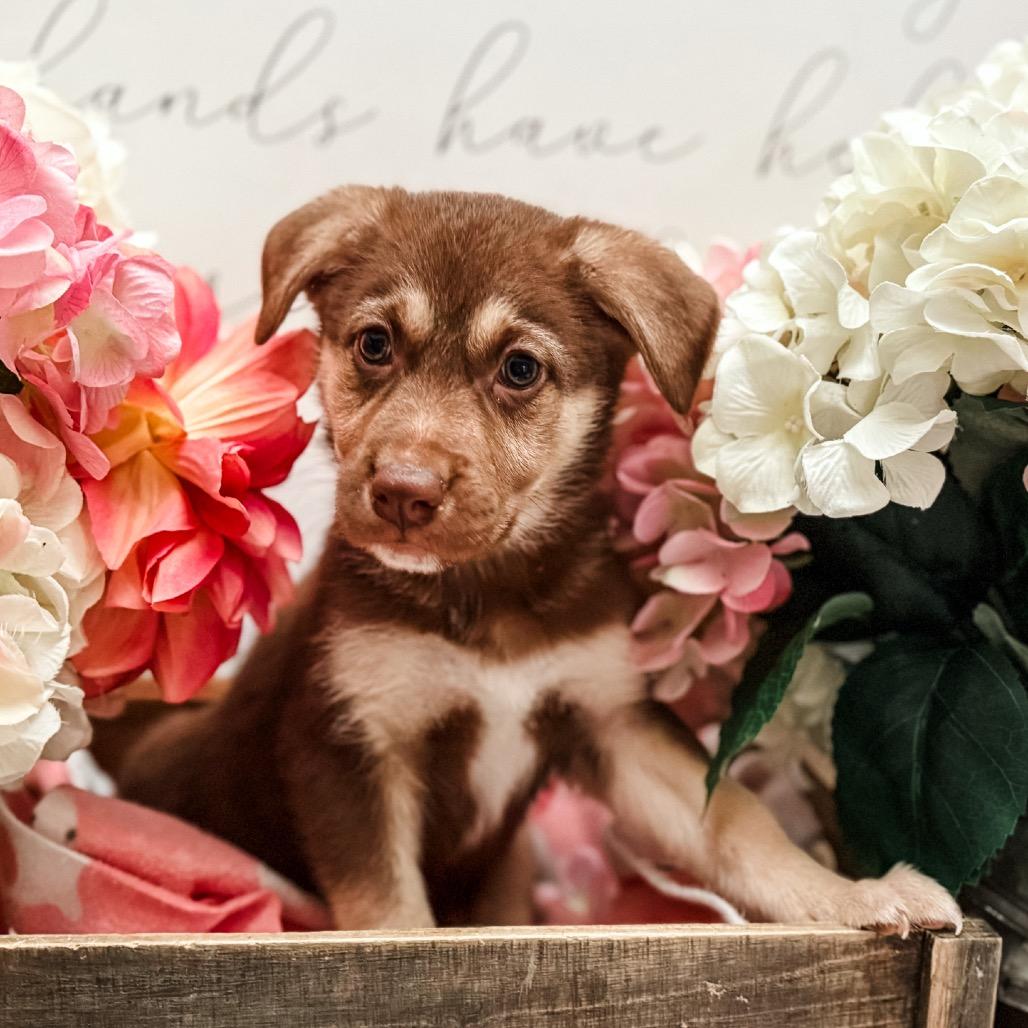 Kron , Adoptable, Puppy Male German Shepherd Dog & Labrador Retriever.