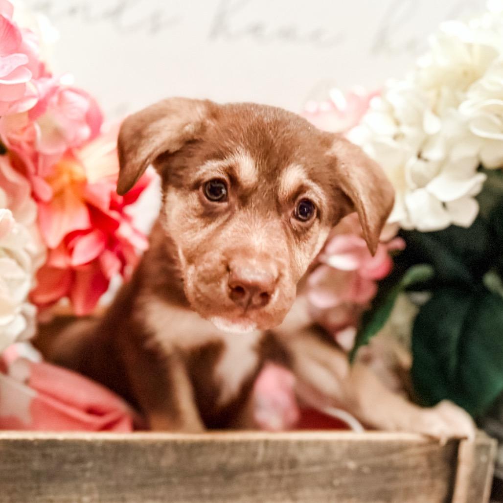 Enlarge Kron , a Adoptable mixed breed in Newberg, OR image 2/2