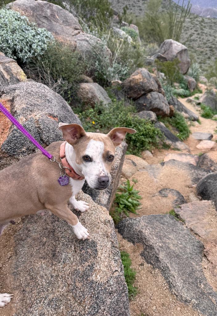 Enlarge Mrs. Claus, a Adoptable mixed breed in Phoenix, AZ image 1/6