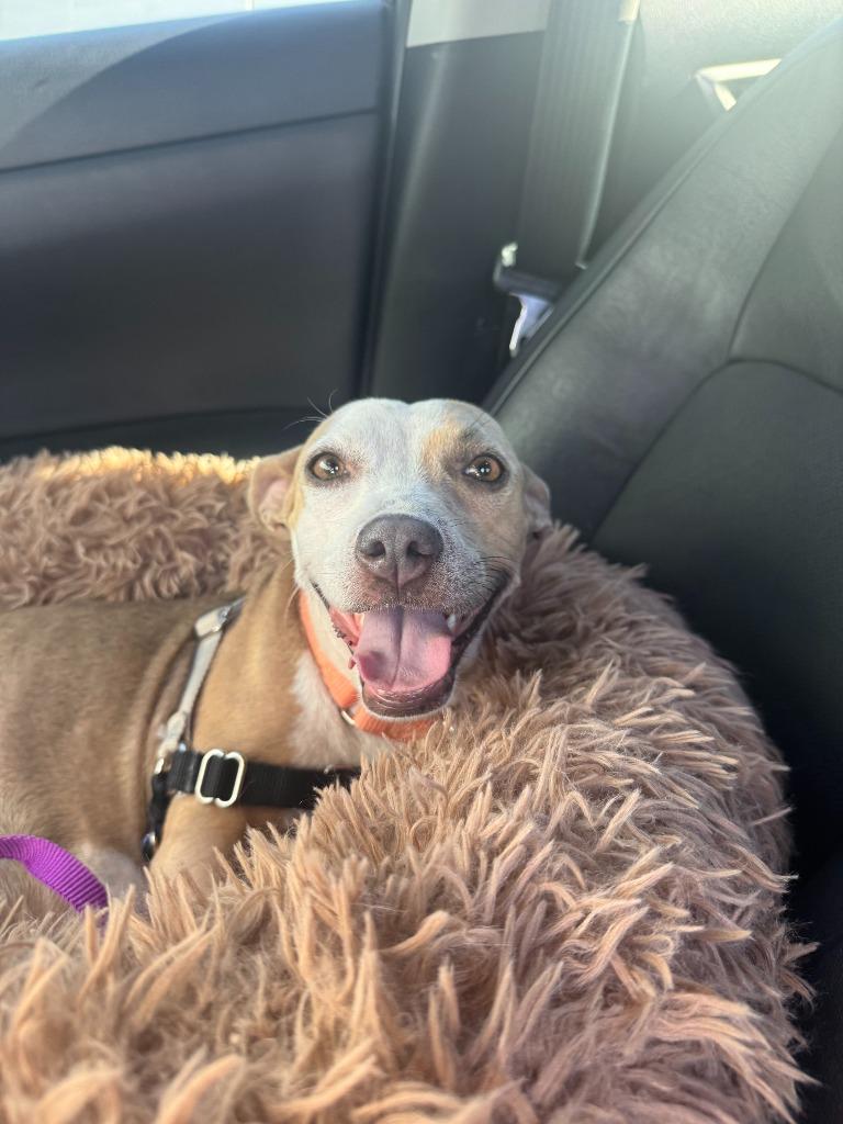 Enlarge Mrs. Claus, a Adoptable mixed breed in Phoenix, AZ image 2/6