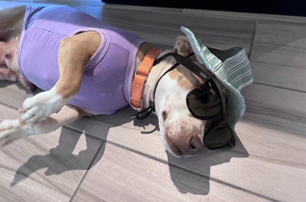 Enlarge Mrs. Claus, a Adoptable mixed breed in Phoenix, AZ image 3/6