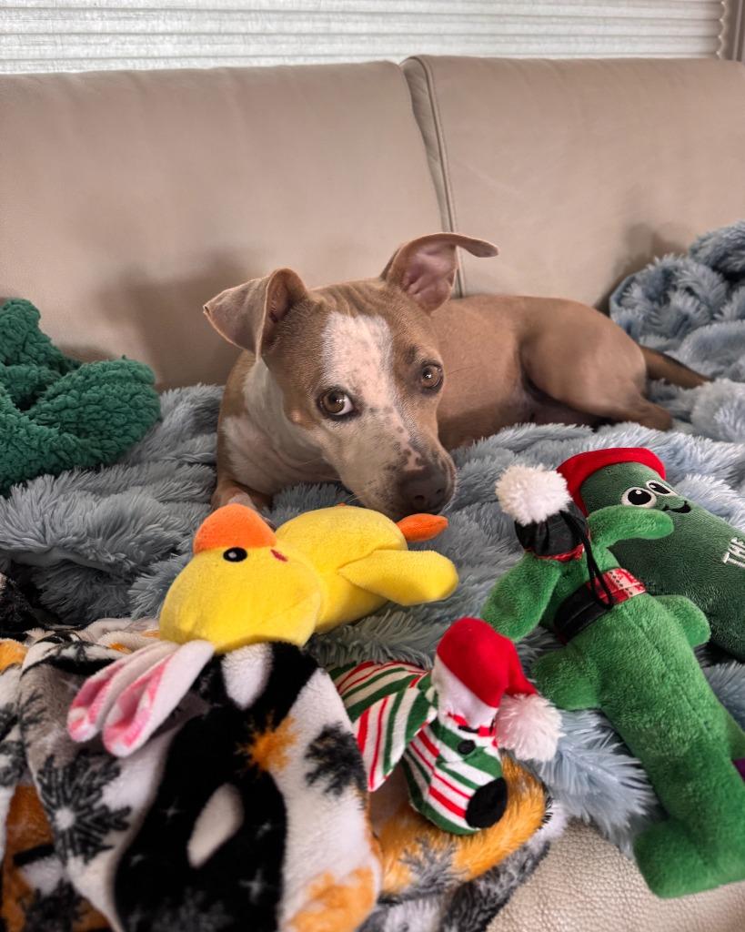 Enlarge Mrs. Claus, a Adoptable mixed breed in Phoenix, AZ image 4/6