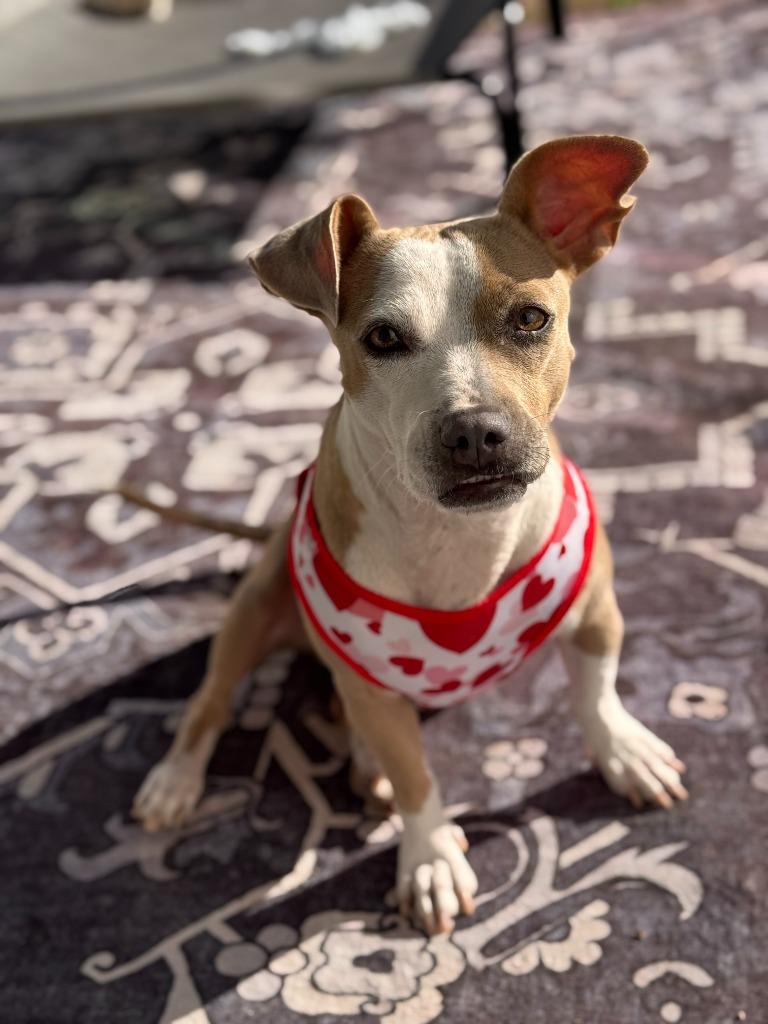 Enlarge Mrs. Claus, a Adoptable mixed breed in Phoenix, AZ image 6/6