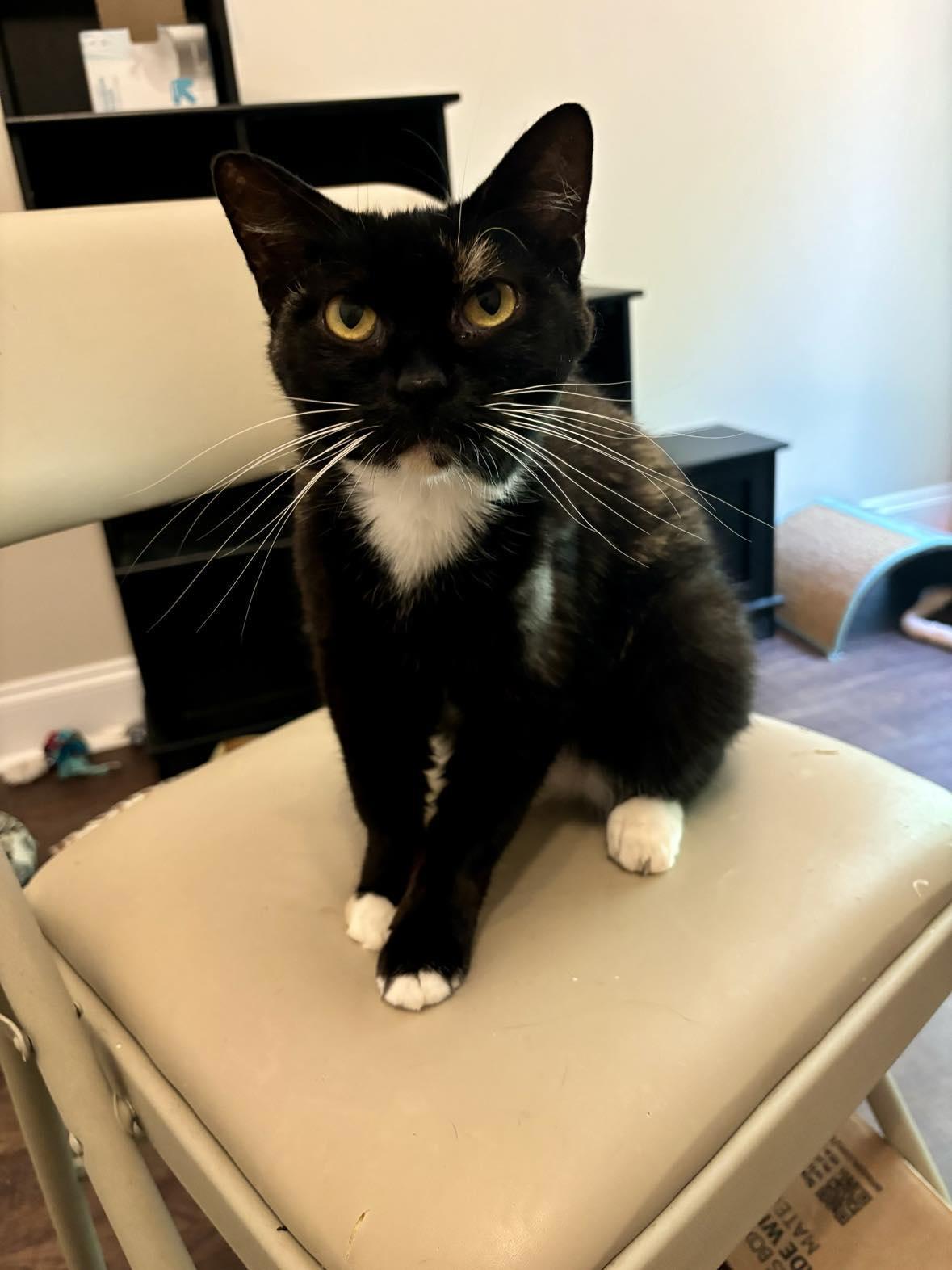 Tortellini, Adopted, Adult Female Domestic Short Hair.