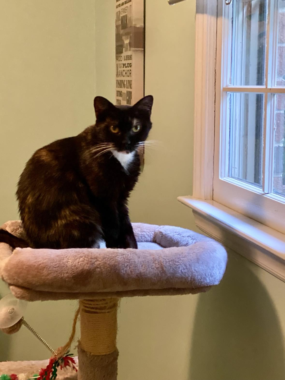 Enlarge Tortellini, a Adopted mixed breed in Lancaster, SC image 2/2