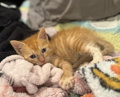 Treat, Adoptable, Kitten Male Domestic Short Hair & Domestic Short Hair.