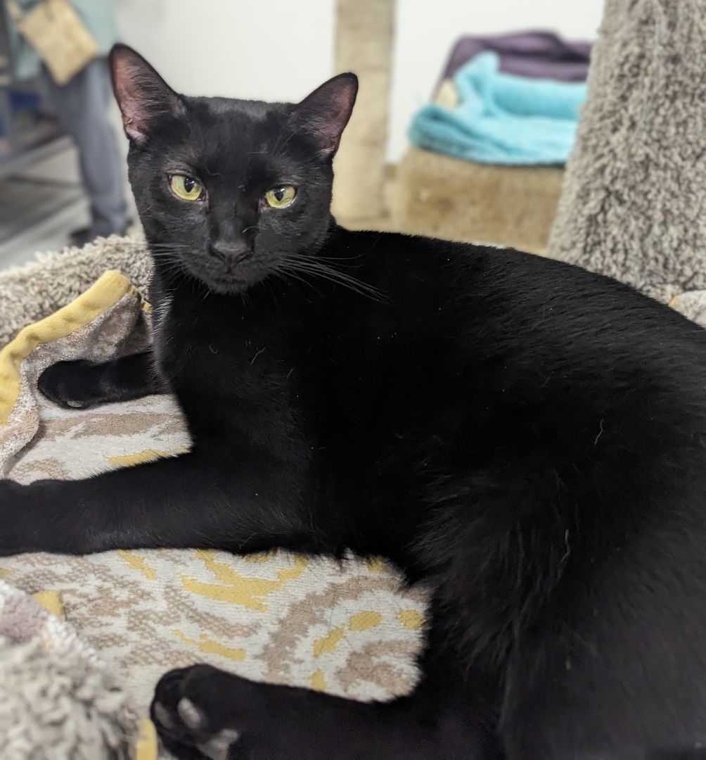 Enlarge Bella, a Adoptable mixed breed in West Palm Beach, FL image 5/6