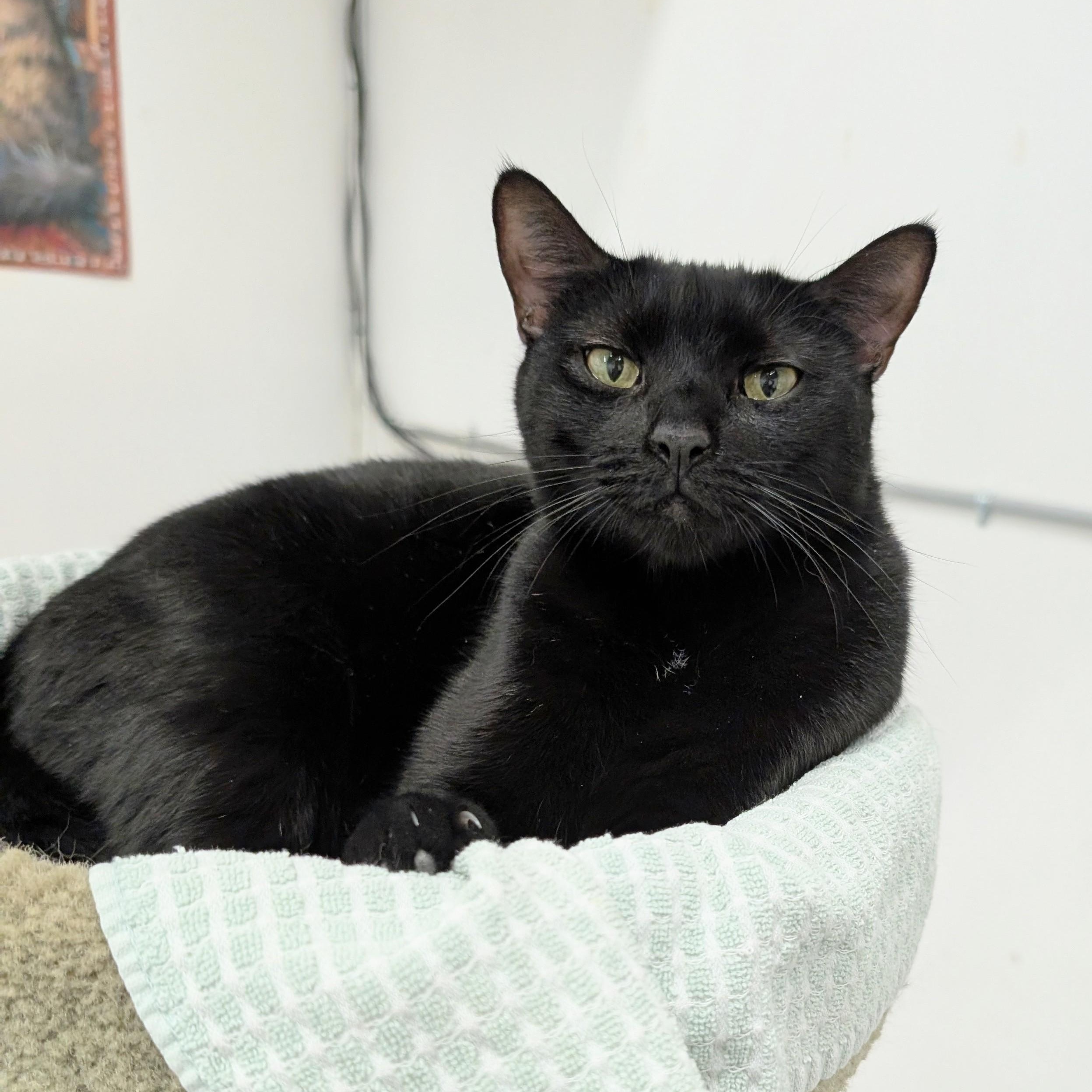 Enlarge Bella, a Adoptable mixed breed in West Palm Beach, FL image 3/6