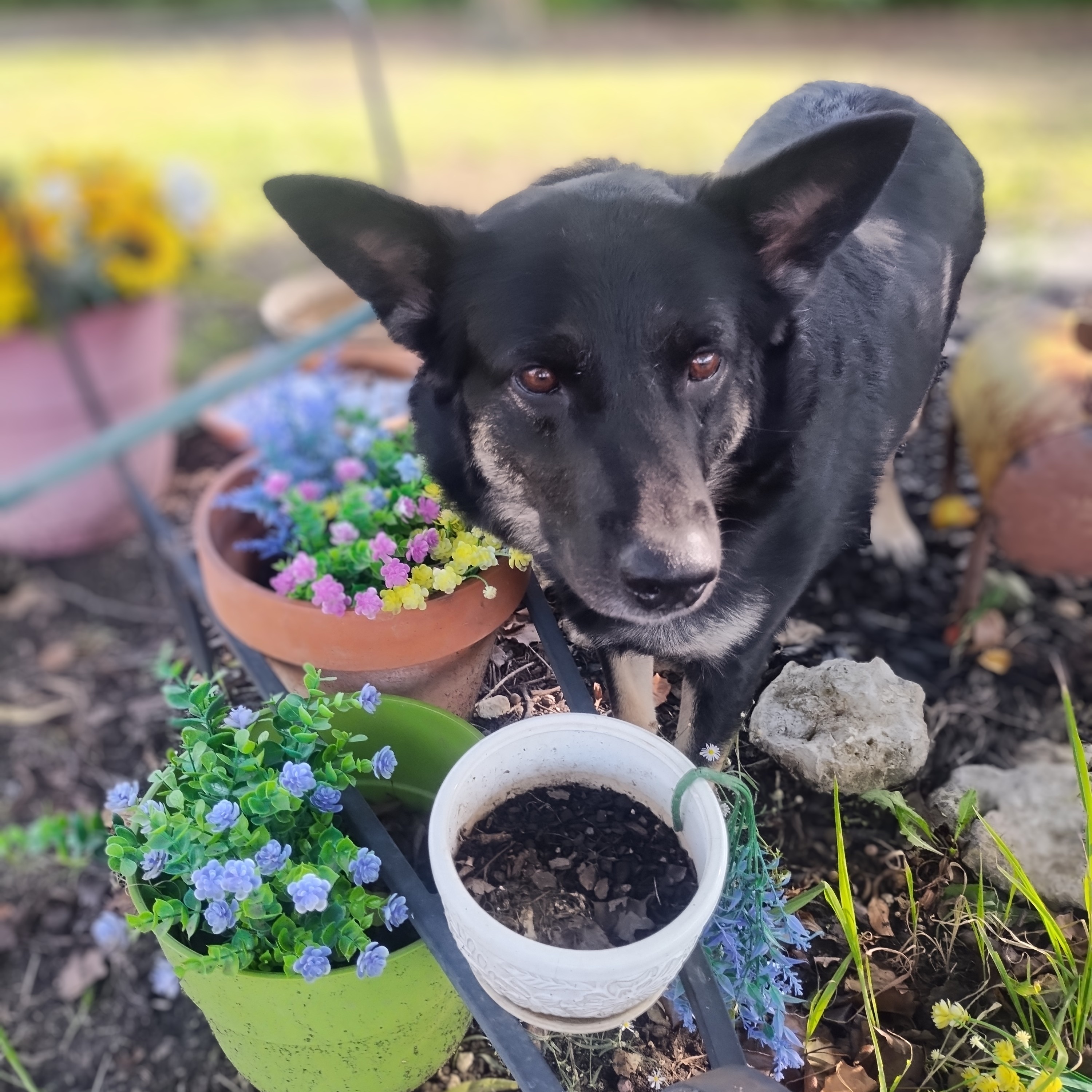 Penny Sue, Adult Female Border Collie