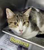 Romina, ADOPTABLE, Adult Female Domestic Short Hair.