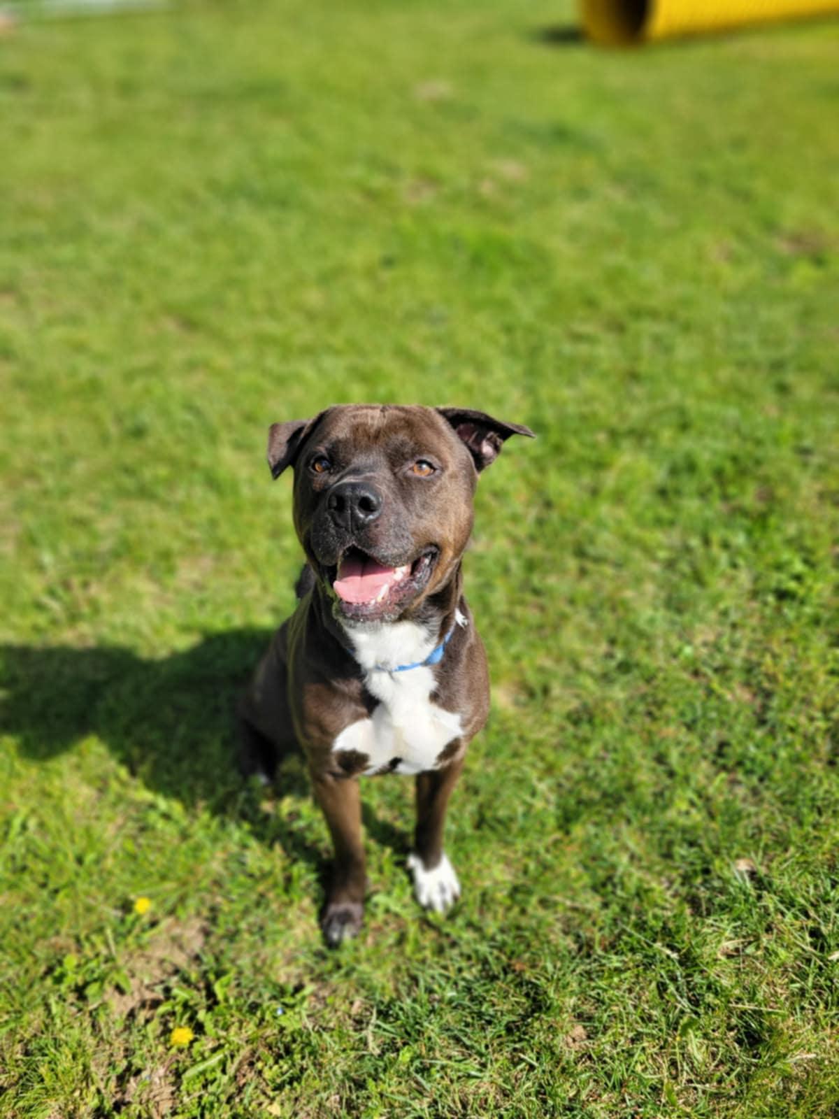 Frodo, Adoptable, Adult Male Terrier.