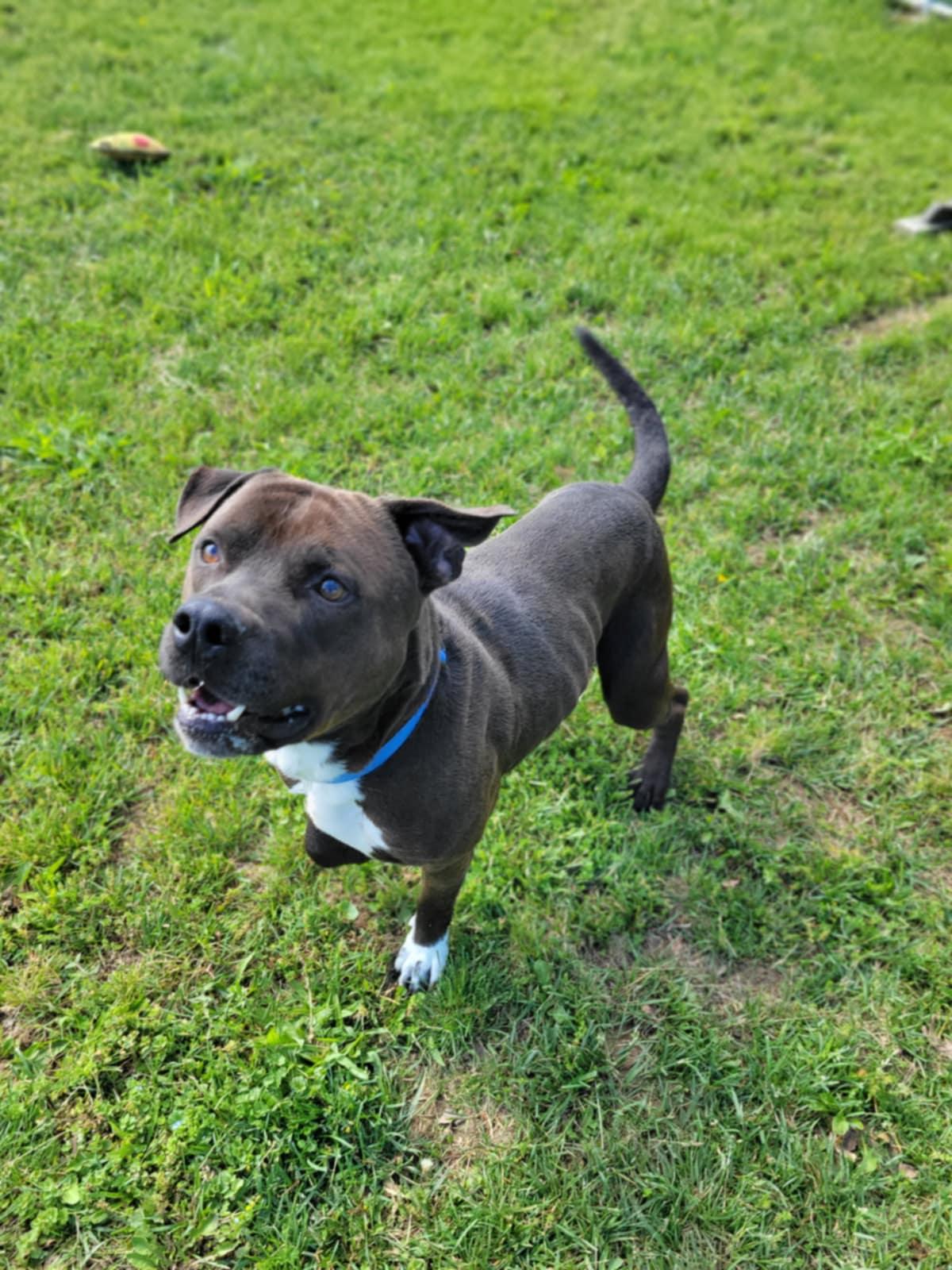 Enlarge Frodo, a Adoptable mixed breed in Chambersburg, PA image 2/2