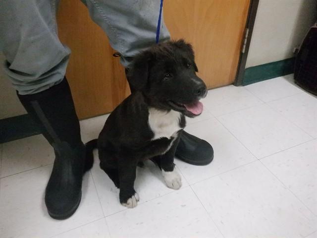 Enlarge SUNSHINE, a Adoptable mixed breed in Oroville, CA image 1/1