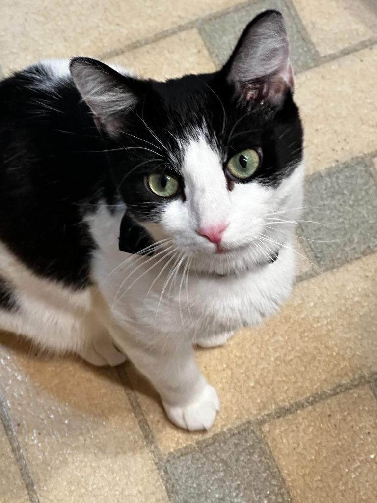 Mama Katt, Adoptable, Young Female Domestic Short Hair.