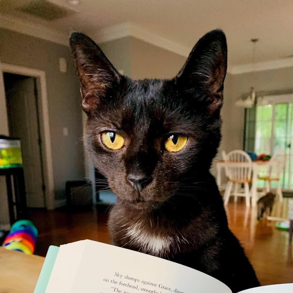 NEBULA, a Adopted Domestic Short Hair in Burlington, NC image 2/4